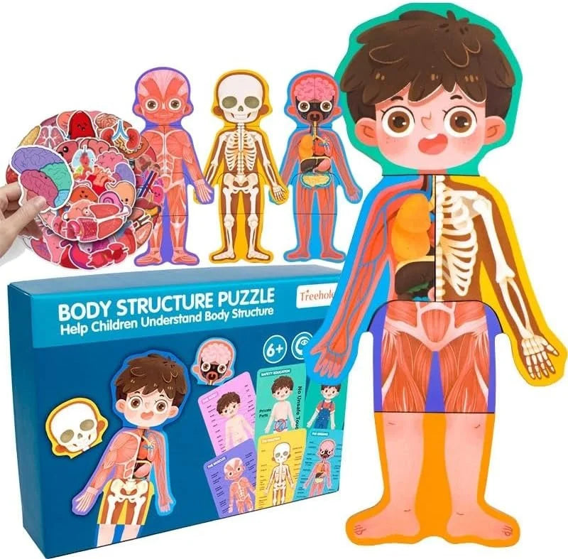 Human Body Anatomy Structure Puzzle