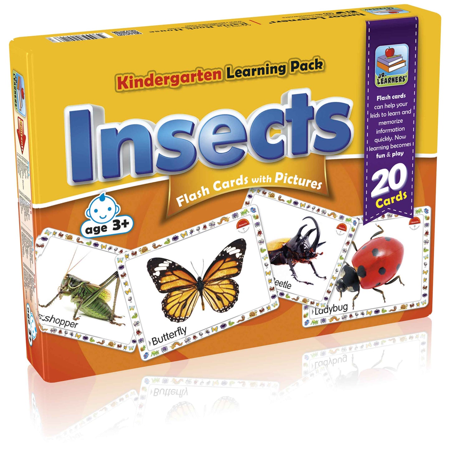 Large Flash Cards Insects