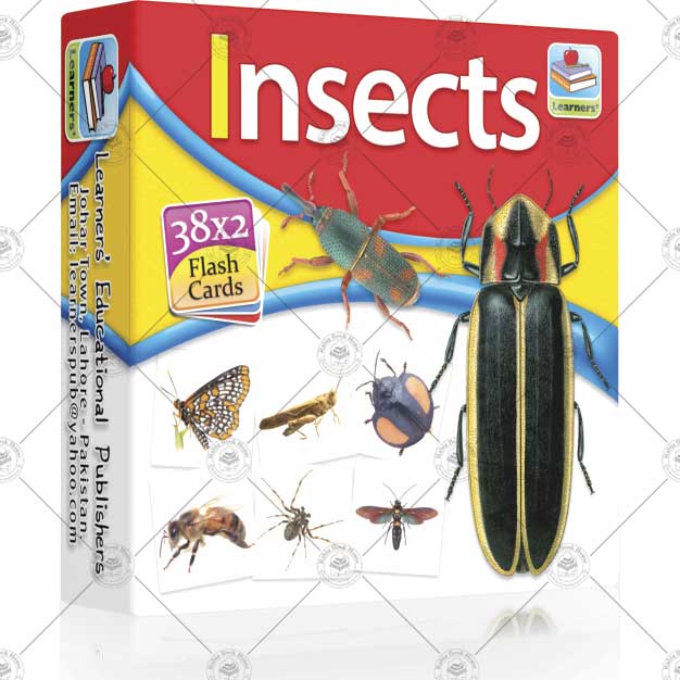 Small Flash Card Insects